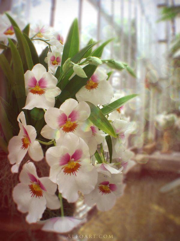 Awesome digital bokeh effect in Photoshop