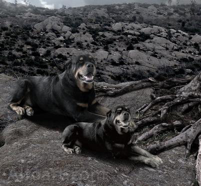 Dark landscape tutorial, mysterious, horror pictures and images, mystic, night, Ghost dog, Photo manipulations, digital art, collage, treasure, Mysterious tree