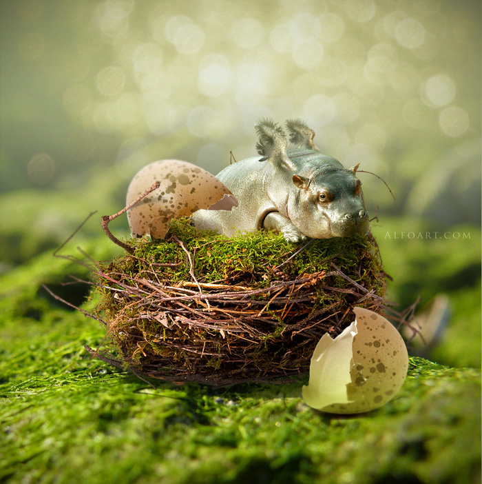 hippo, photoshop, nest, egg, shell, flying hippo, cute, baby, wings, hippopotamus, feathers, humor, funny