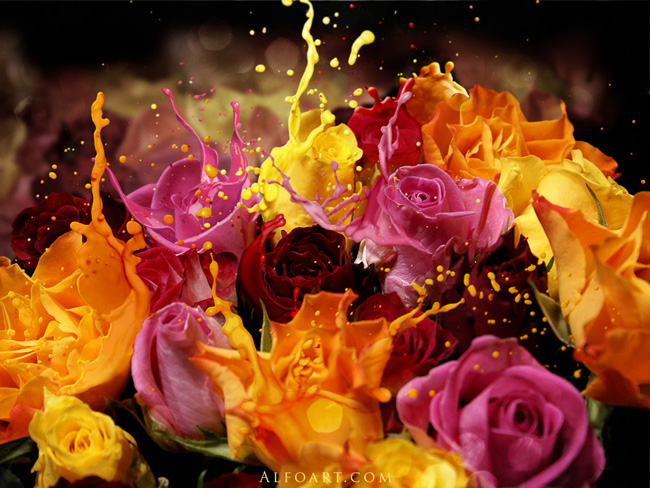 Awesome digital Roses bouquet splash effect in Photoshop