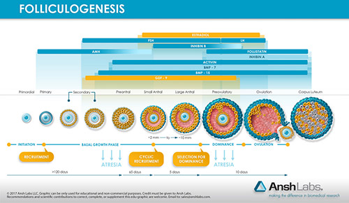 Folliculogensis