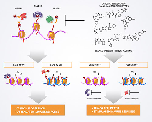 Constellation Epigenetics