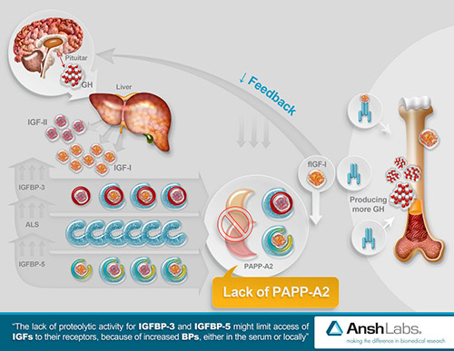 Growth Hormone graphic