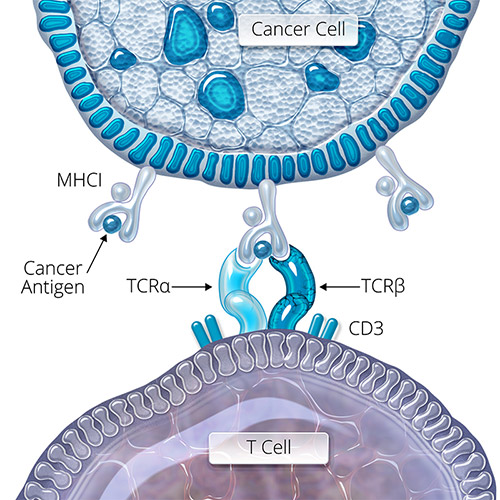 Cancer Cell